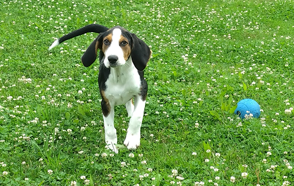 Suomenajokoira oli vuosikymmeniä maan yleisin koirarotu, viime vuoden tilastossa se oli kahdeksas. Pentua kannattaa sosiaalistaa huolellisesti. Myös toimivan luoksetulokäskyn opettaminen on tarpeen. Vaikka rotu on kuuliainen ja ihmisrakas, saattavat hajut ottaa vallan ja nenä viedä mennessään.
