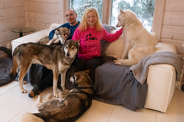 Lumikiisan-kennelissä koirat ovat perheenjäseniä. Omistajiensa Erkki ja Susanna Bürklandin mukaan lauma tulee toimeen keskenään. Kuva: Paula Heikkinen-Lehkonen