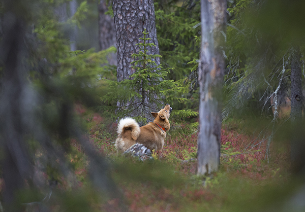 Susi tappoi lupaavan suomenpystykorvan koeryhmän silmien edestä Kuhmossa.