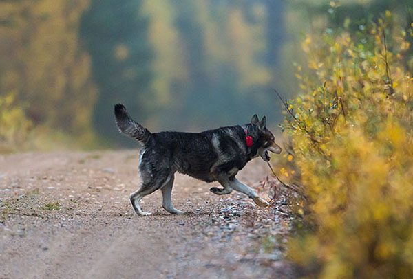 Koiran irti päästäminen itärajan tuntumassa voi olla riski. Koiranomistajia kehotetaan merkitsemään omistajan yhteystiedot koiran pantaan tai valjaisiin. Kuvan jämtlanninpystykorva ei liity juttuun.