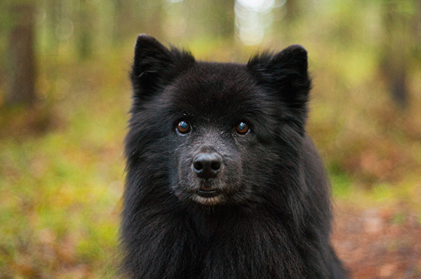 Ruotsinlapinkoiraa käytetään enää vähän alkuperäisessä tehtävässään poronhoitotyössä. Rodun käyttötarkoitus on vaihtunut seura- ja harrastuskoiraksi.