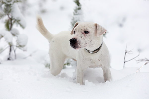 Jackrussellinterriereille kertyi viime vuonna koekäyntejä kaikista metsästyskoelajeista, joihin rodulla on osallistumisoikeus. Luonnonluolantarkastuksen läpäisi kaikki 13 sitä yrittänyttä russelia.