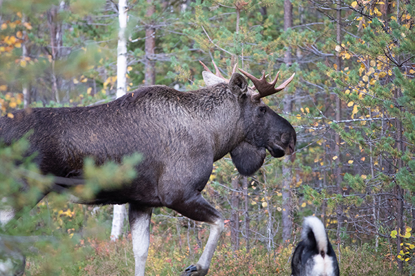 Koirakoetoiminta on riskialtista susikannan leviämisen vuoksi.