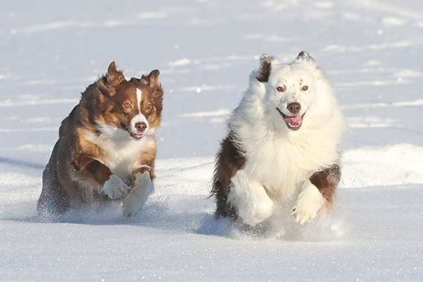 Päällimmäiset kankeat tassukarvat eivät suojaa koiran tassua tehokkaasti kylmältä, mutta syvemmällä varpaiden välissä kasvava pehmeämpi karva eristää varpaanvälinahkaa. Suurin lämmönhukka tapahtuu anturoiden kautta, ja sitä varpaiden ja anturoiden välissä kasvava karva ei voi estää. 