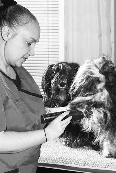Tassukarvojen lyhentäminen on trimmaaja, koirahieroja Heidi Kärkkäisen mielestä ennen kaikkea koiran hyvinvointiin ja terveyteen liittyvä asia. Kuva Tapani Romppainen