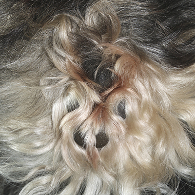 Monissa trimmaamoissa on koirille tarjolla tassuhuoltopalvelua. Kuva Tapani Romppainen