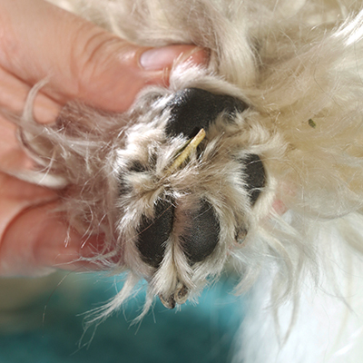 Pitkiin tassukarvoihin tarttuvat herkästi muun muassa neulaset. Väärässä asennossa karvoihin tarttunut neulanen voi aiheuttaa koiralle jopa ontumista. Kuva Tapani Romppainen