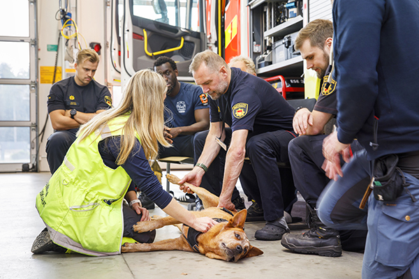 Australiankarjakoira Tane toimii mallina, kun Teivon paloaseman pelastajat harjoittelevat koiran elvytystä.