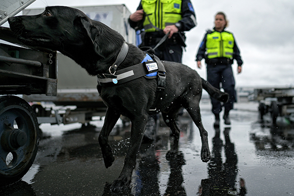 Kilpaileminen on hyödyllinen tapa testata ja kehittää koiratoiminnan osaamista. Kilpailutilanne haastaa sekä koiran että ohjaajan taitoja eri tavalla kuin tavallinen harjoitus. Kuvassa tullitarkastajat ja tullikoira Paavo Helsinki-Vantaan lentoaseman ympäristössä. 