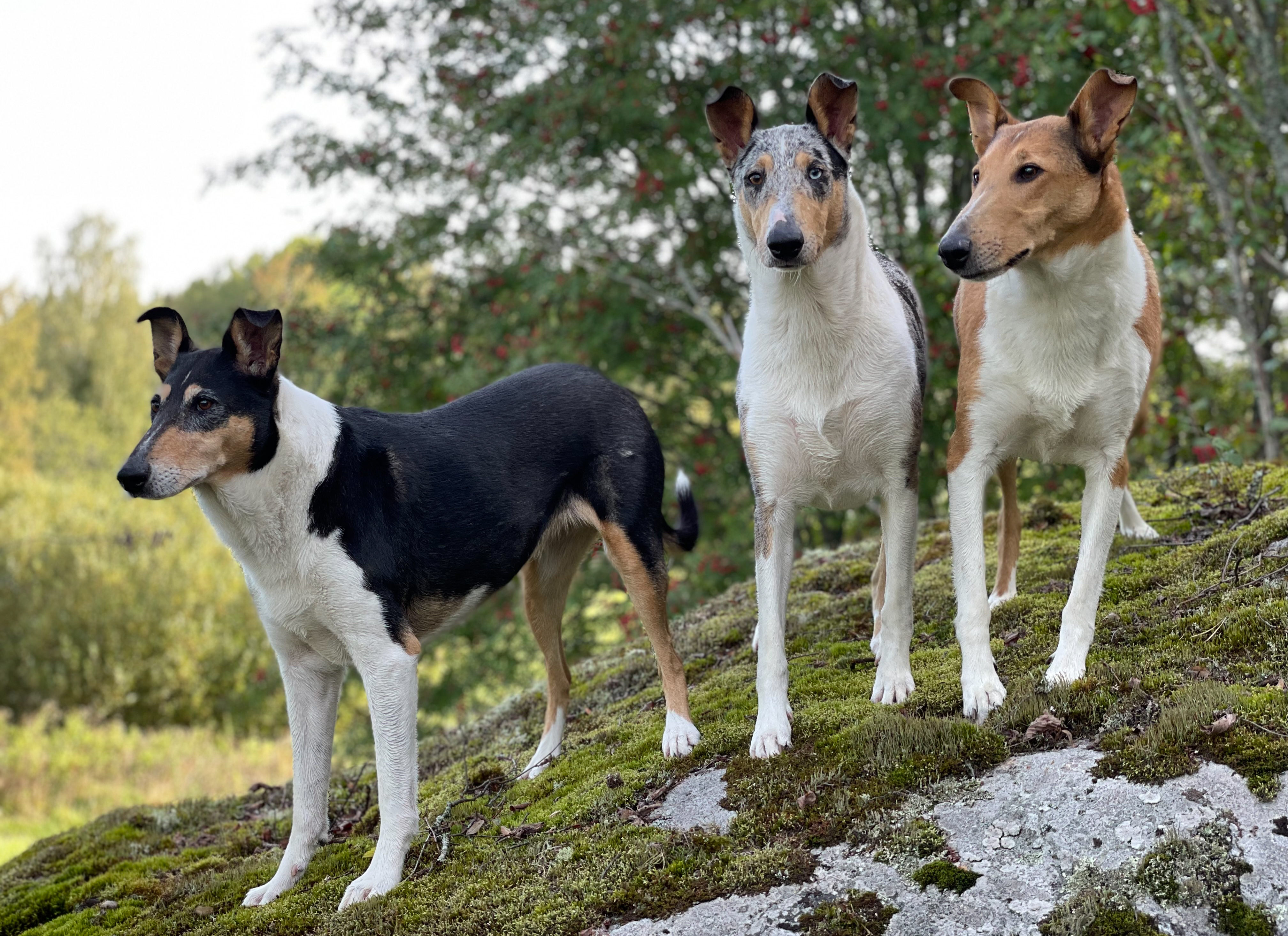 Sileäkarvainen collie on toimelias mutta suhteellisen helppo koira. Sallittuja värejä ovat tricolour, blue merle ja soopeli. 