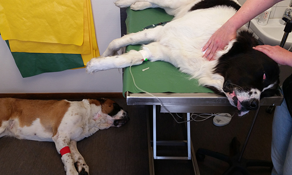 Nykyään Yliopistollisessa eläinsairaalassa kaikki koirat luovuttavat verta ilman rauhoitusta. Kuvan koirat kävivät luovutuksessa kuusi vuotta sitten. Luovuttajan tulee olla vähintään 30-kiloinen. 
