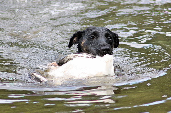Saksanmetsästysterrieri on sisukas ja tinkimättömän metsästysviettinen koira, työskenneltiin sitten maalla, maan alla tai vedessä. 