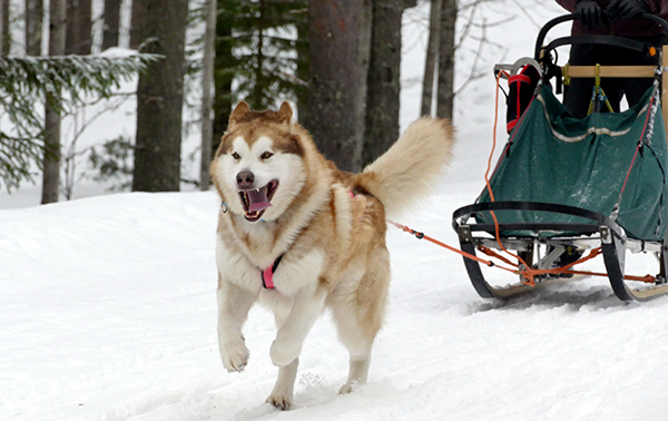 Alaskanmalamuutti on voimakas ja vahvarakenteinen koira, joka voi olla melkoinen mölymuutti innostuessaan ulvomaan. Sillä on paksu ja säänkestävä turkki, joten se pärjää hyvin Suomen talvessa. 