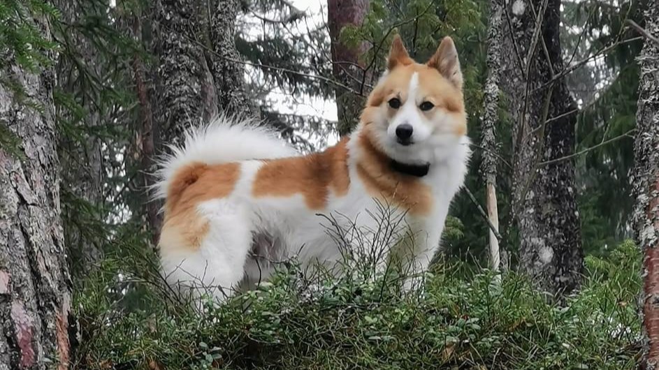 Onnille on varattu metsästyspäiviä niin kauan kuin tassu nousee, Vuoden eräkoiran omistaja Mauri Kumpulainen on kertonut.