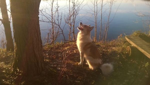 Onni on ollut helppo koira pitää pennusta saakka. Kuva: Mauri Kumpulainen