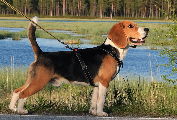 Beagle seisoo rannalla.