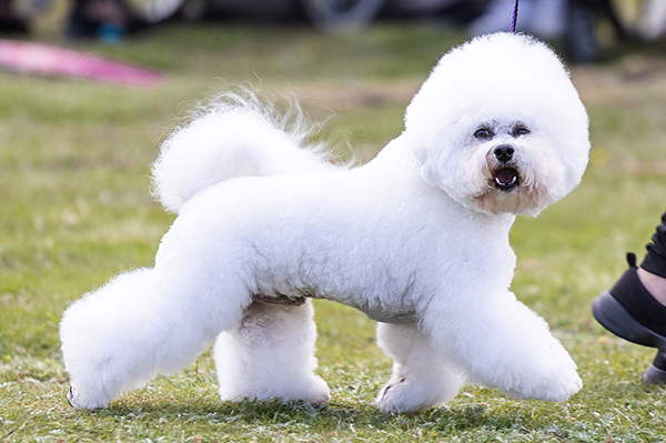 Bichon Frisé näyttelykehässä.