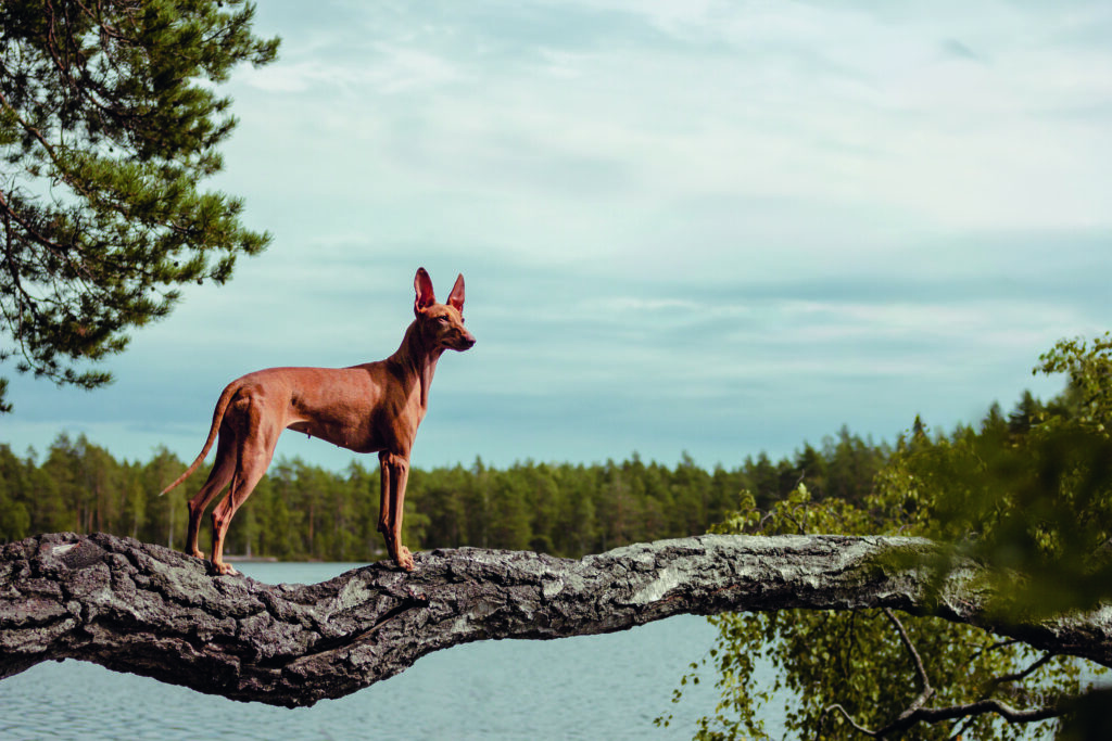 Etnankoira seisoo puun päällä taustalla järvi