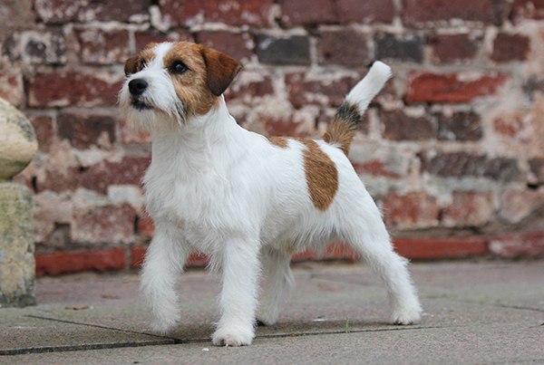 Jackrusselinterrieri seisoo tiiliseinän edessä.