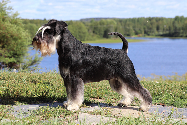 Kääpiösnautseri seisoo järvenrannalla.