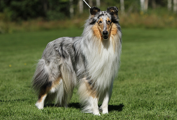 Pitkäkarvainen collie seisoo.