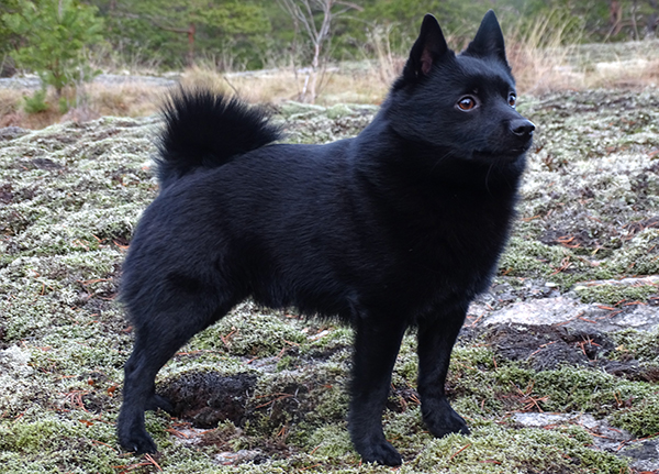 Schipperke seisoo luonnossa.