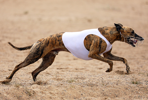 Whippet juoksee hiekalla.